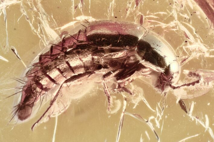 Detailed Fossil Rove Beetle (Tachyporinae) in Baltic Amber #310912